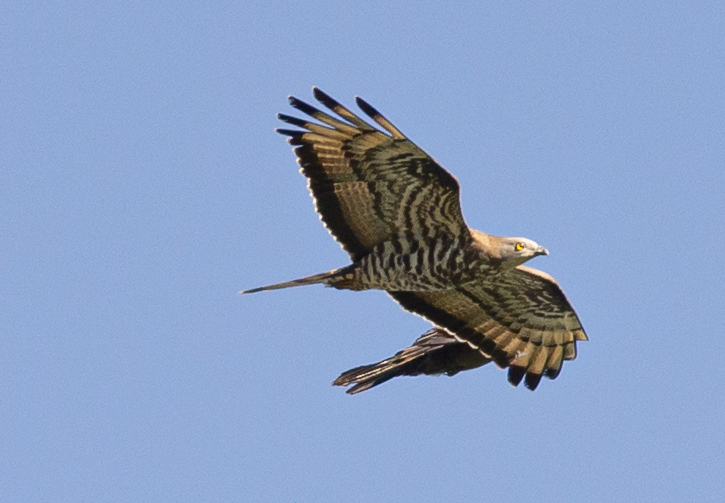 Falco pecchiaiolo e Cornacchia grigia